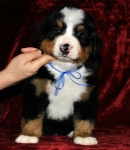 k blue 5weeks