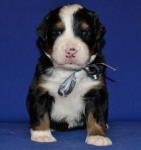 k grey 3weeks