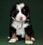 k grey 4weeks