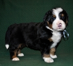 k grey 4weeks 1