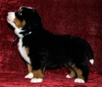 k grey 5weeks 1