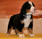 k grey 7weeks 2