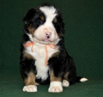 s yellow 4weeks 2