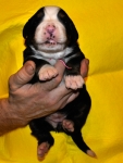 s rose 2weeks