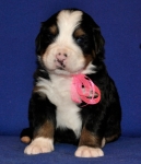 s rose 3weeks