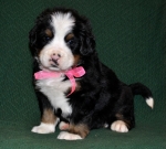 s rose 4weeks 4
