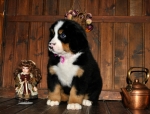 s siren 8weeks
