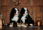 k red k green 8weeks 3