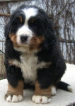 7 weeks