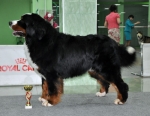 cacib bob belgorod