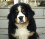 11 weeks