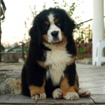 11weeks
