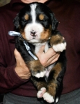 k grey 3weeks 9