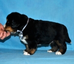 k grey 4 weeks 2