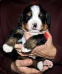 k red 3weeks