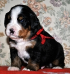 k red 3weeks 2