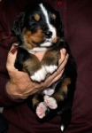k broun 3weeks