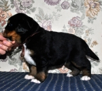 k broun 3weeks 2
