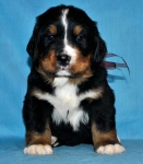 k broun 4 weeks