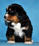 k broun 4 weeks 2