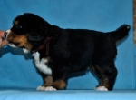 k broun 4 weeks 7