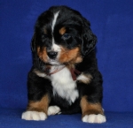 k broun 5 weeks 7