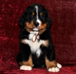 k broun 6weeks