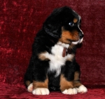 k broun 6weeks 1