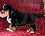 k broun 6weeks 8