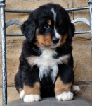 k broun 7weeks 2
