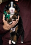 k green 3weeks