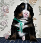 k green 3weeks 3