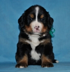 k green 4 weeks