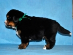k green 4 weeks 2