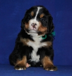 k green 5 weeks