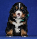 k green 5 weeks 1