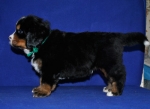 k green 5 weeks 5