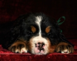 k green 6weeks