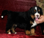 k green 6weeks 4