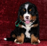 k green 6weeks 6