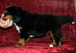 k green 6weeks 7