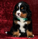 k green 6weeks 8