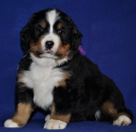 s lilac 5 weeks 2