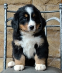 s lilac 7weeks 16