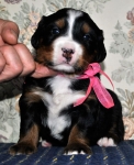 s pink 3weeks 2