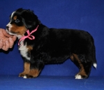 s pink 5 weeks 3