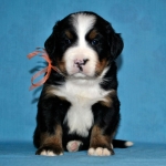 s orang 4 weeks