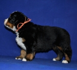 s orang 5 weeks