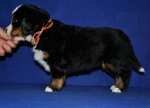 s orang 5 weeks 1