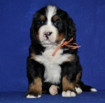 s orang 5 weeks 4